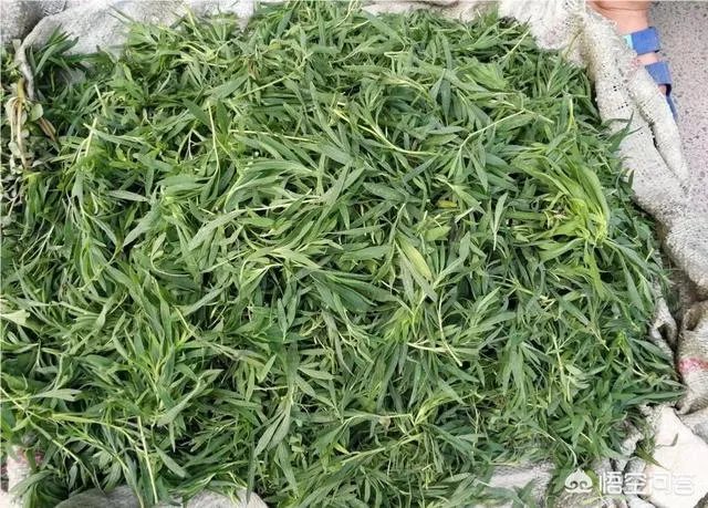 农村田野很多野菜都冒出了头，什么野菜是这个时节比较好采又好吃的？