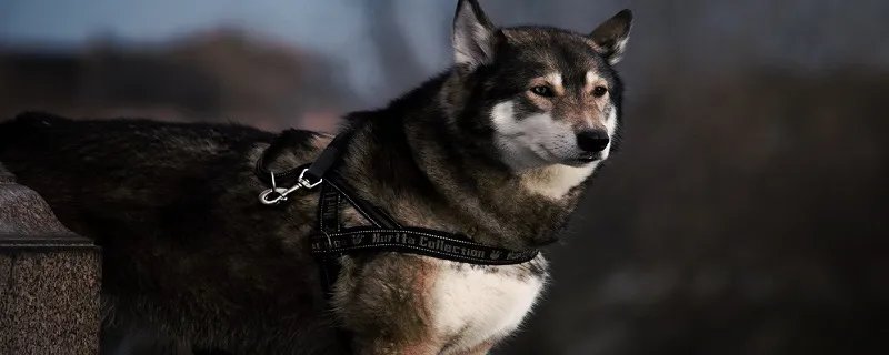 哈士奇和阿拉斯加的区别 哈士奇和阿拉斯加有什么不同