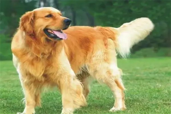 十大最护主的狗，中华田园犬上榜，第九一生只认一个主人