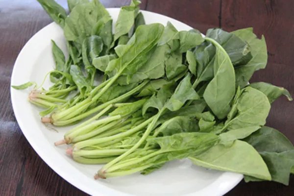 春天吃什么好 吃这些对身体好