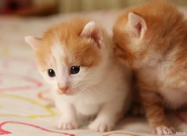为什么小猫不能喂太饱，需要少食多餐？